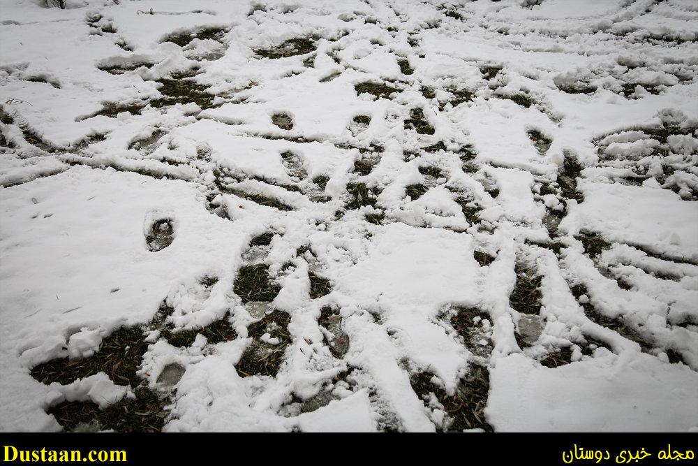 www.dustaan.com-تصاویر: بارش برف امروز تهران