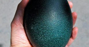 اخبار,اخبارگوناگون,تخم شترمرغ استرالیایی