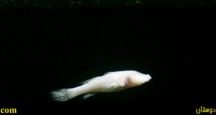 عجیب ترین و نادرترین ماهی جهان + عکس