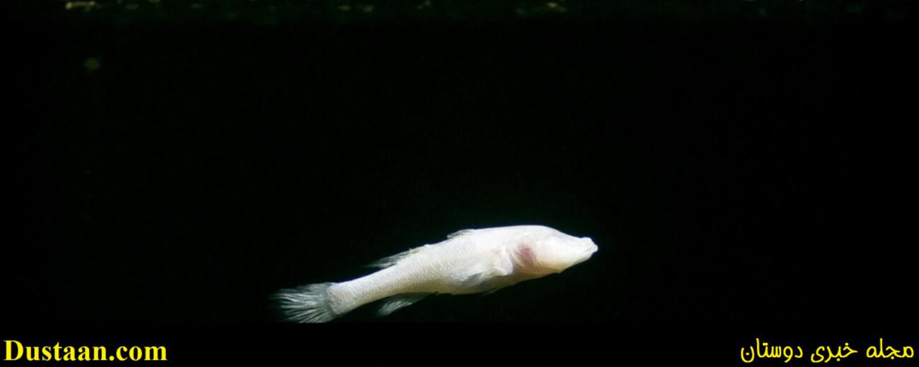 عجیب ترین و نادرترین ماهی جهان + عکس