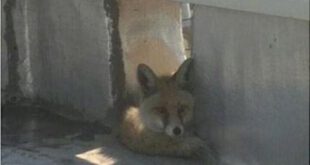 روباه در میدان حر تهران