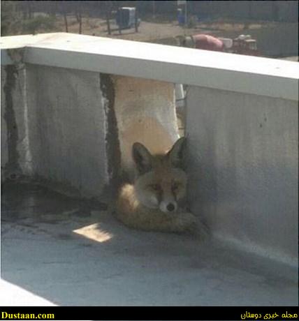 روباه در میدان حر تهران