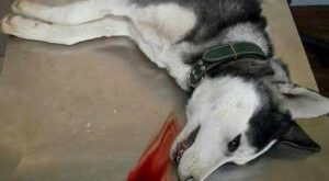 سگی که از شدت گرسنگی در ایران خودکشی کرد + عکس