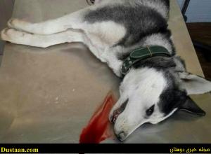  سگی که از شدت گرسنگی در ایران خودکشی کرد + عکس