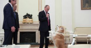 رئیس جمهور ولادیمیر پوتین با سگ « یومه» قبل از آغاز مصاحبه با شبکه تلویزیونی « نیپون» و روزنامه « ایومیئوری» در کرملین در آستانه سفر رسمی به ژاپن
