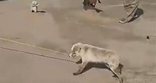 شناسایی عاملان سلاخی روباه در پیرانشهر