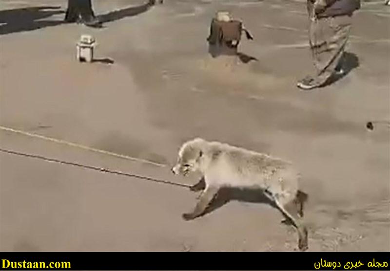 شناسایی عاملان سلاخی روباه در پیرانشهر شناسایی عاملان سلاخی روباه در پیرانشهر