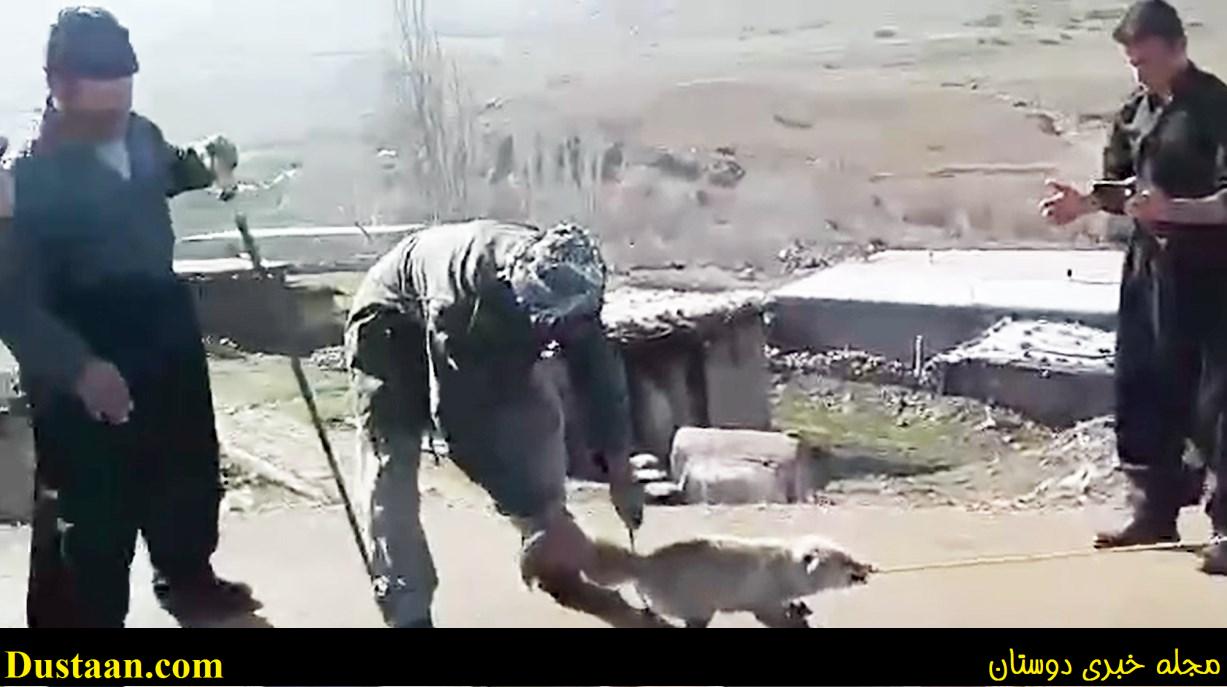 شناسایی عاملان سلاخی روباه در پیرانشهر شناسایی عاملان سلاخی روباه در پیرانشهر