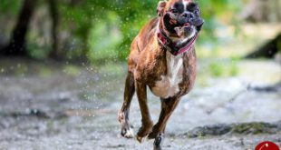 اخبارگوناگون,خبرهای گوناگون,احساسی‌ترین سگ دنیا