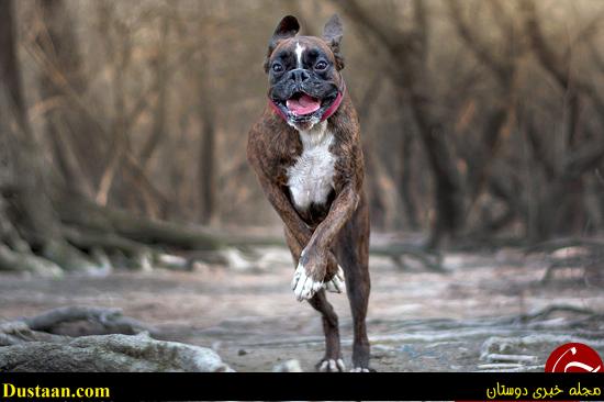 اخبارگوناگون,خبرهای گوناگون,احساسیترین سگ دنیا اخبارگوناگون,خبرهای گوناگون,احساسیترین سگ دنیا