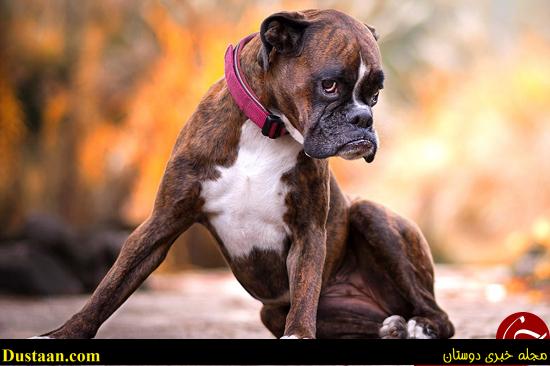 اخبارگوناگون,خبرهای گوناگون,احساسیترین سگ دنیا اخبارگوناگون,خبرهای گوناگون,احساسیترین سگ دنیا