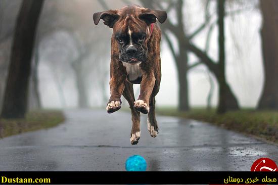 اخبارگوناگون,خبرهای گوناگون,احساسیترین سگ دنیا اخبارگوناگون,خبرهای گوناگون,احساسیترین سگ دنیا