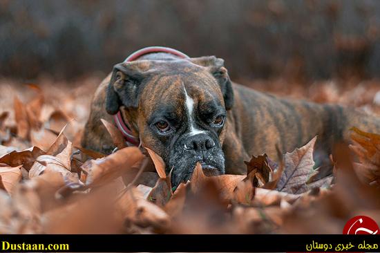 اخبارگوناگون,خبرهای گوناگون,احساسیترین سگ دنیا اخبارگوناگون,خبرهای گوناگون,احساسیترین سگ دنیا