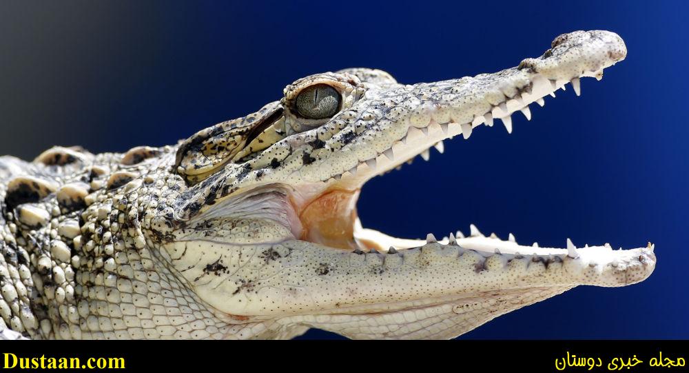 تجاوز جنسی به یک ماده تمساح در آفریقای جنوبی تجاوز جنسی به یک ماده تمساح در آفریقای جنوبی