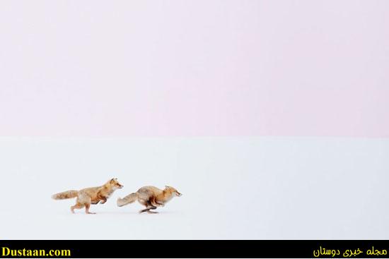 اخبار,اخبارگوناگون,تصاویر جالب و دوست داشتنی روباه ها در زمستان اخبار,اخبارگوناگون,تصاویر جالب و دوست داشتنی روباه ها در زمستان