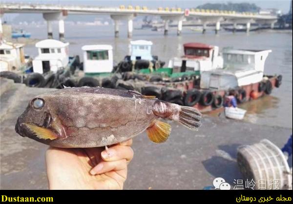 اخبار,اخبار گوناگون,صید ماهی با ظاهر عجیب