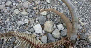 رد پای پلنگ ایرانی