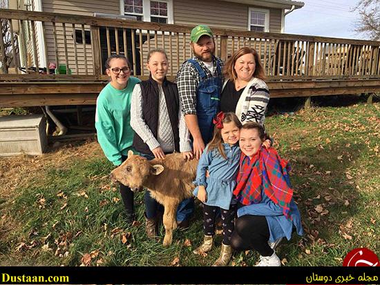 اخبارگوناگون,خبرهای گوناگون,گوساله دو سر