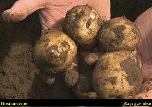 www.dustaan.com-مرگ دسته جمعی خانواده بخاطر سیب زمینی