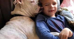 ارتباط شگفت انگیز سگ ناشنوا و پسربچه لال!+ عکس