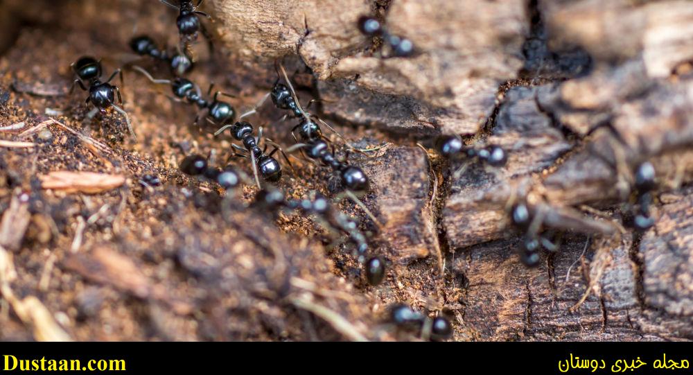 حمله مورچه های آتشین در استرالیا