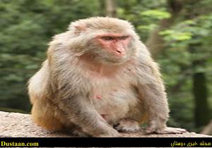 جنگل‌های شمال در تصرف پرخاشگرترین میمون دنیا/ میمون رزوس مرگ آفرین است