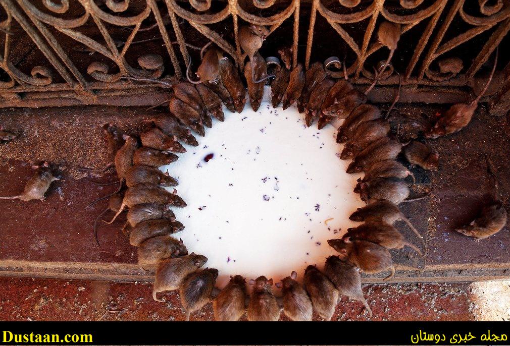 www.dustaan.com-تصویری جالب از حلقه زدن موش‌ ها به دور ظرف شیر!