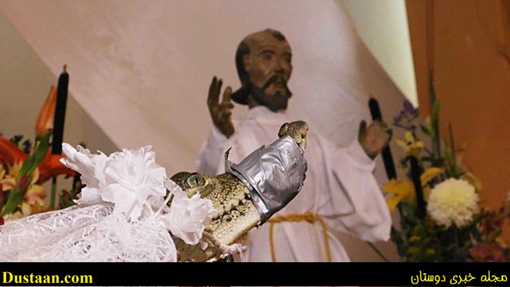 www.dustaan.com-تصاویر: ازدواج عجیب اقای شهردار با تمساح ماده