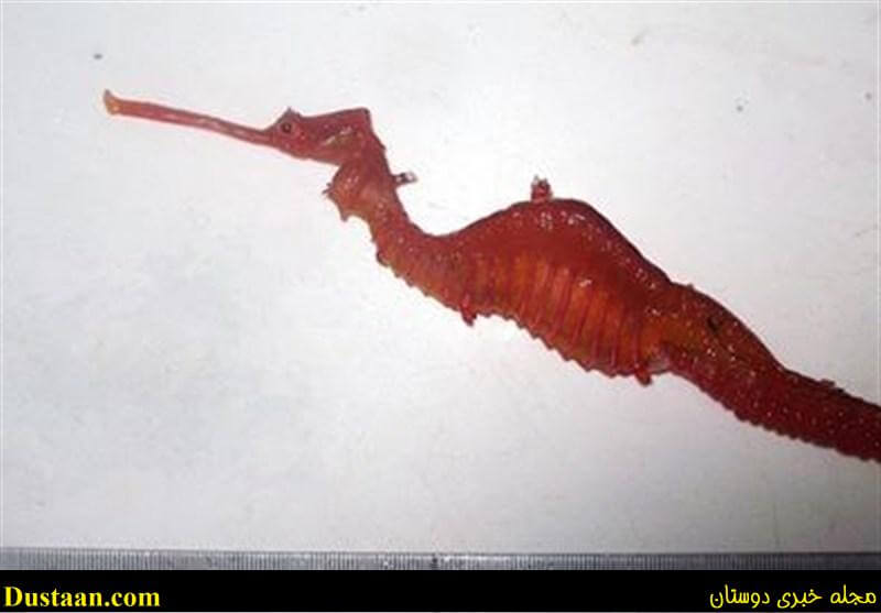 اژدهای دریایی سرخ زنده اژدهای دریایی سرخ زنده