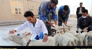 درآمد 8 میلیونی با 10 بز / اشتغال‌زایی با شیر بز سانن