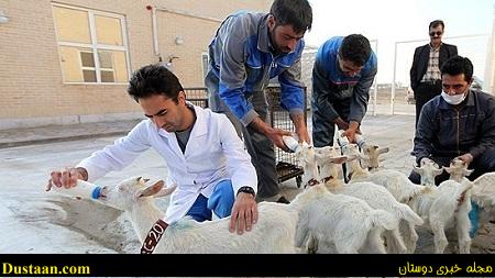 درآمد 8 میلیونی با 10 بز / اشتغالزایی با شیر بز سانن درآمد 8 میلیونی با 10 بز / اشتغالزایی با شیر بز سانن