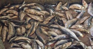 گزارش تصویری: مراحل دودی کردن ماهی
