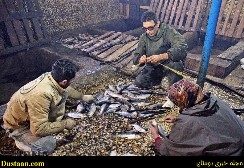گزارش تصویری: مراحل دودی کردن ماهی گزارش تصویری: مراحل دودی کردن ماهی