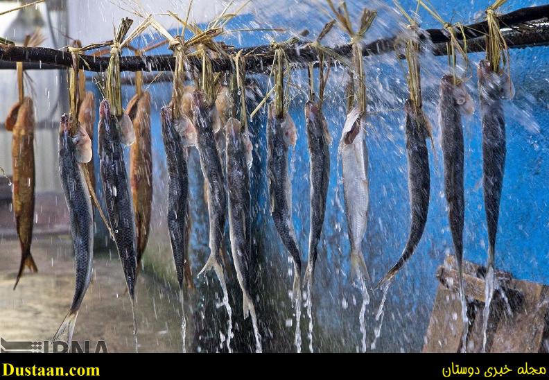 گزارش تصویری: مراحل دودی کردن ماهی گزارش تصویری: مراحل دودی کردن ماهی