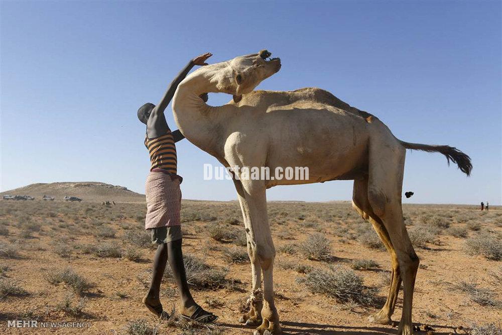 تصاویر قحطی در سومالی‎