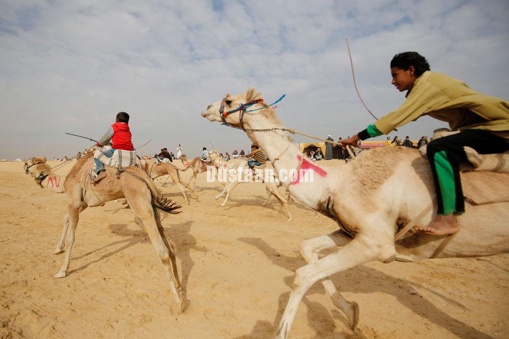 شرکت سوارکاران که اغلب آنها  بچه ها هستند  در مسابقه  شترسواری  در بیابانی نزدیک  شهر  « اسماعیلیه»  مصر