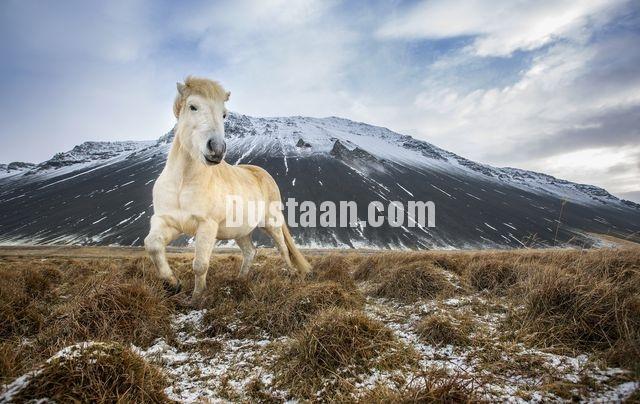 رقص اسب پاکوتاه ایسلندی/ عکس  