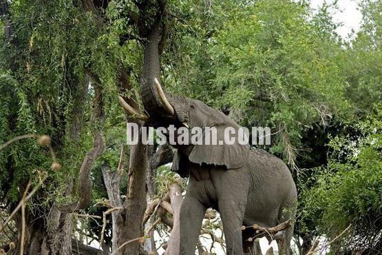 اخبارگوناگون ,خبرهای گوناگون,حیات وحش اخبارگوناگون ,خبرهای گوناگون,حیات وحش