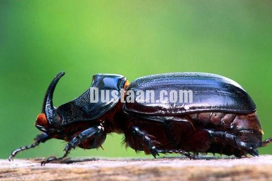 اخبارگوناگون ,خبرهای گوناگون,حیات وحش اخبارگوناگون ,خبرهای گوناگون,حیات وحش