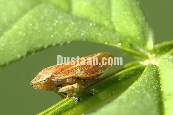 اخبارگوناگون ,خبرهای گوناگون,حیات وحش اخبارگوناگون ,خبرهای گوناگون,حیات وحش