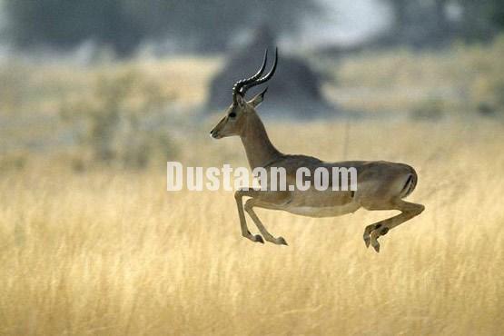 اخبارگوناگون ,خبرهای گوناگون,حیات وحش اخبارگوناگون ,خبرهای گوناگون,حیات وحش