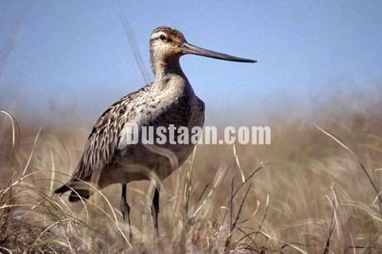 اخبارگوناگون ,خبرهای گوناگون,حیات وحش اخبارگوناگون ,خبرهای گوناگون,حیات وحش