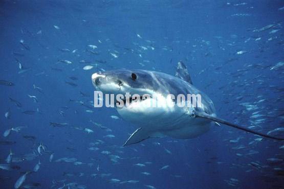 اخبارگوناگون ,خبرهای گوناگون,حیات وحش اخبارگوناگون ,خبرهای گوناگون,حیات وحش