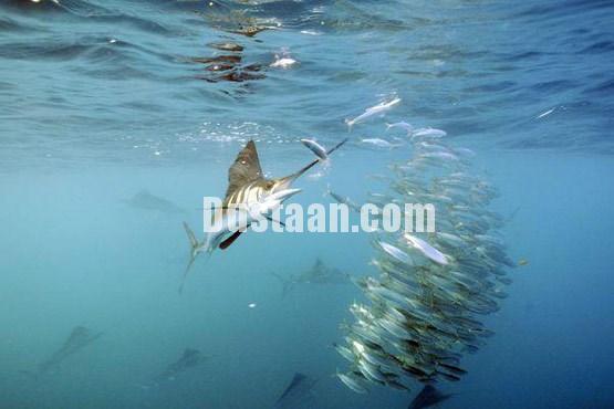 اخبارگوناگون ,خبرهای گوناگون,حیات وحش اخبارگوناگون ,خبرهای گوناگون,حیات وحش