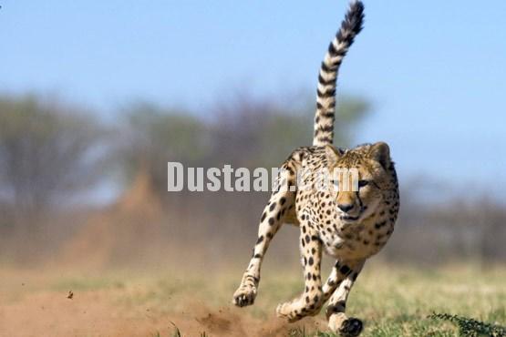 اخبارگوناگون ,خبرهای گوناگون,حیات وحش اخبارگوناگون ,خبرهای گوناگون,حیات وحش