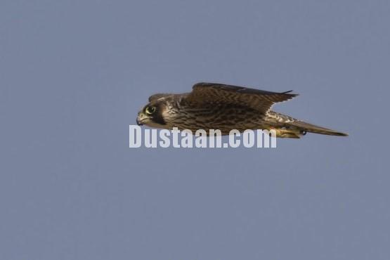 اخبارگوناگون ,خبرهای گوناگون,حیات وحش اخبارگوناگون ,خبرهای گوناگون,حیات وحش