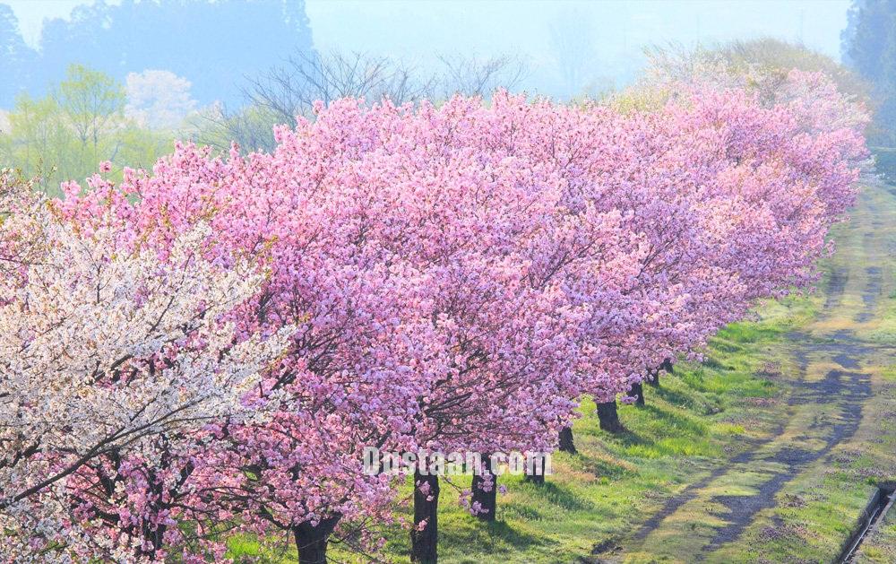  بهار در نقاط مختلف جهان‎ 