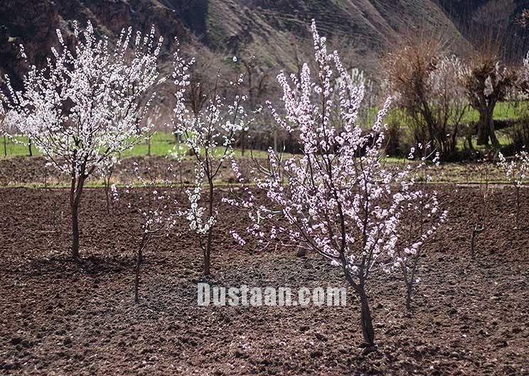 اخبار,انعکاس,طبیعت بهاری اردبیل