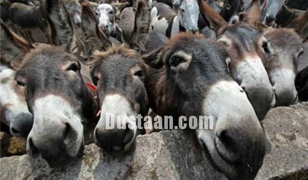 اخبارگوناگون,خبرهای  گوناگون ,الاغ‌های پاکستانی