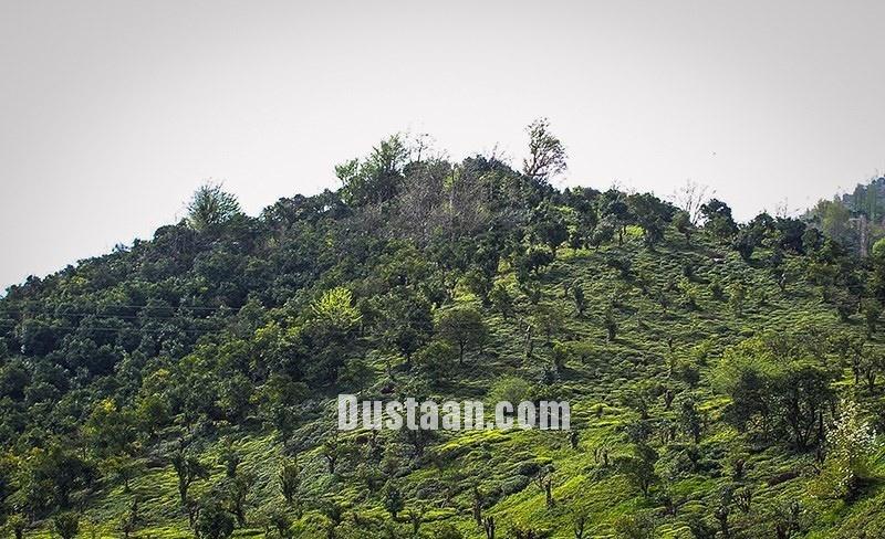 اخبار,انعکاس, طبیعت بهاری چابکسر
